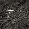 Rooting Shank Fungus, Calderglen Country Park, East Kilbride, Scotland.