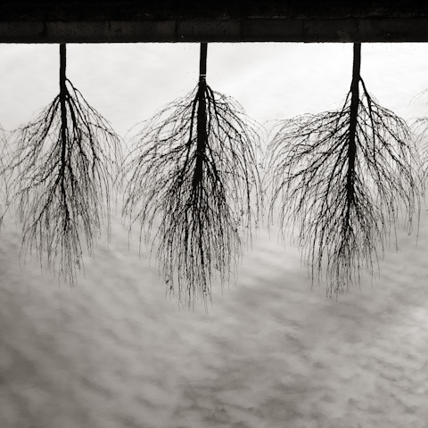 Trees Reflection, Speirs Wharf Basin, Port Dundas, Glasgow, Scotland.