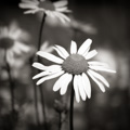 Oxeye Daisy, Galloway, Scotland.