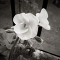 Pelargonium Flowers, Balcony, East Kilbride, Glasgow.