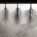 Trees Reflection, Speirs Wharf Basin, Port Dundas, Glasgow, Scotland.