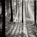 Crepuscular Light and Pine Trees, Calderglen Country Park, East Kilbride, Scotland.